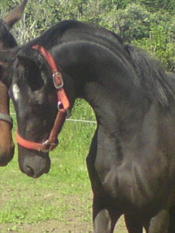 Trakehner Her princess Rimpler billede 1