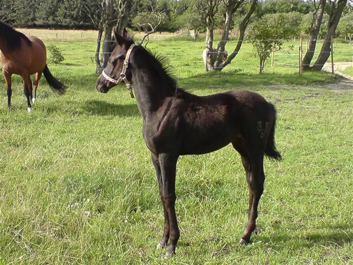 Trakehner Her princess Rimpler billede 2