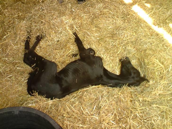 Trakehner Her princess Rimpler - det er hårdt at komme til verden:) billede 3