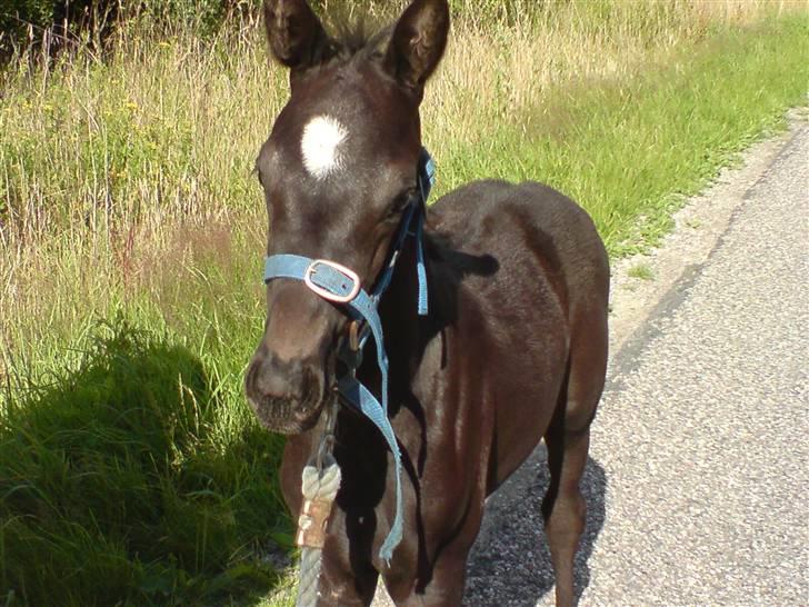 Trakehner Her princess Rimpler billede 4