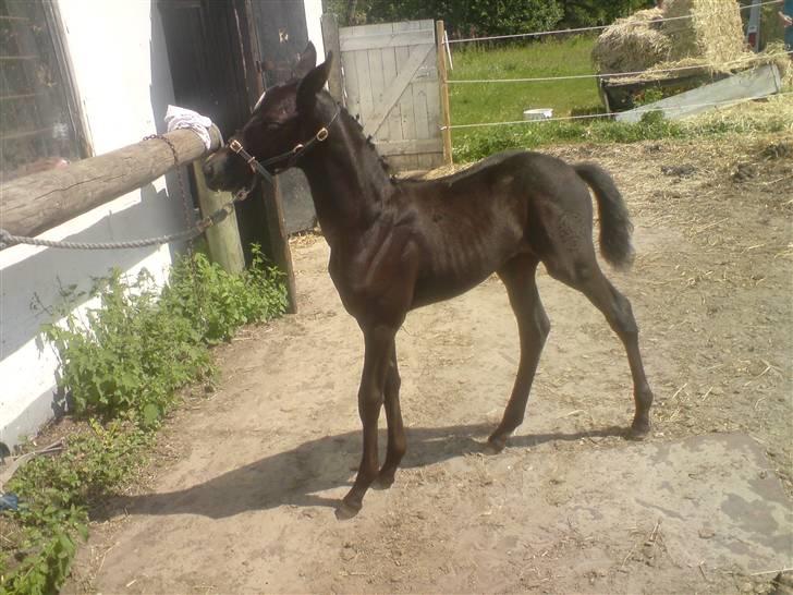 Trakehner Her princess Rimpler billede 5