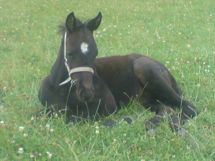 Trakehner Her princess Rimpler billede 6