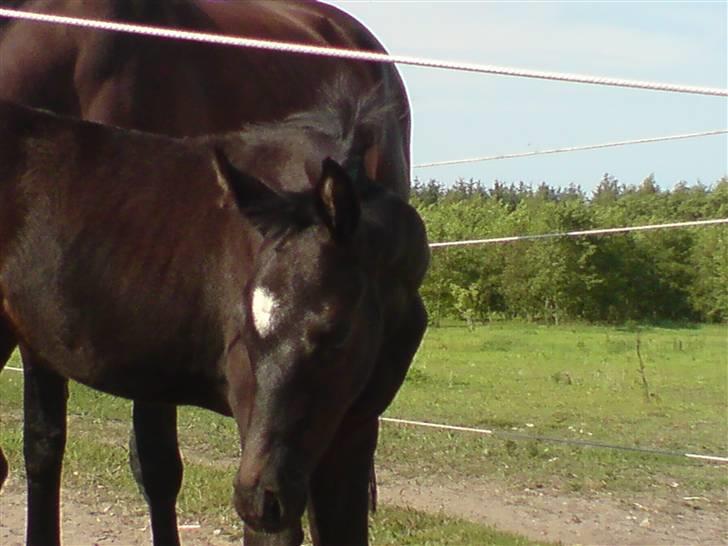 Trakehner Her princess Rimpler billede 7