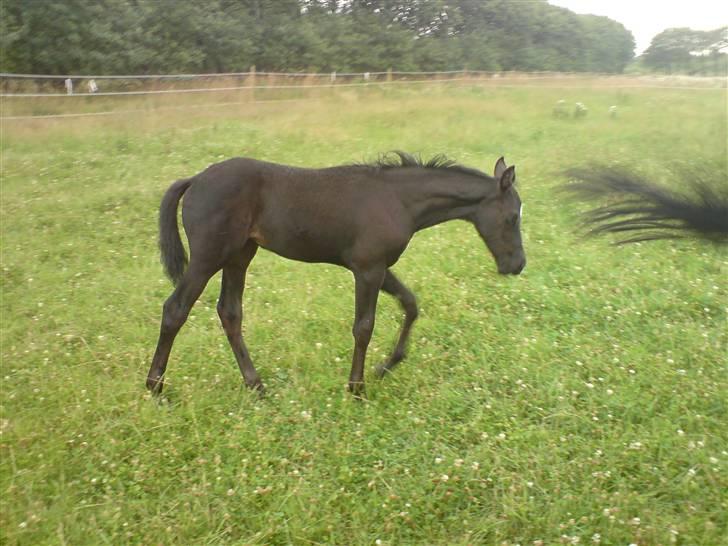 Trakehner Her princess Rimpler billede 8