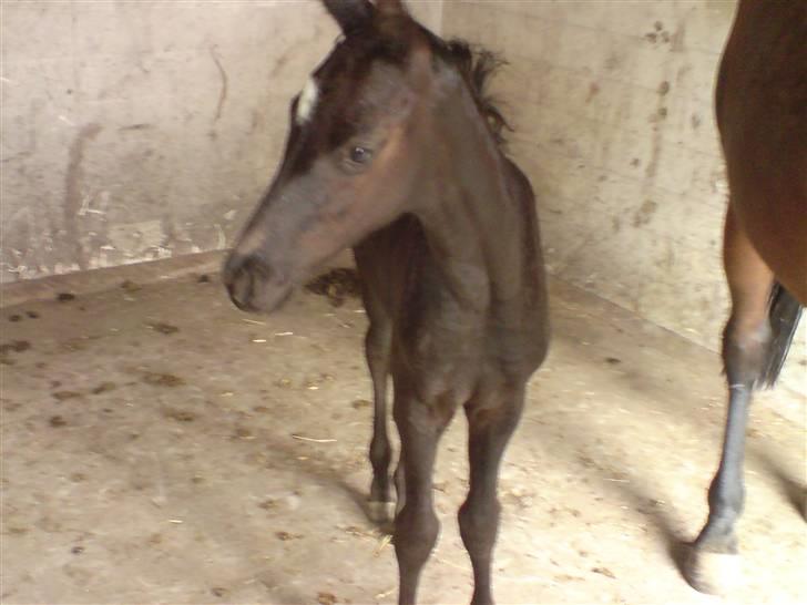 Trakehner Her princess Rimpler billede 9