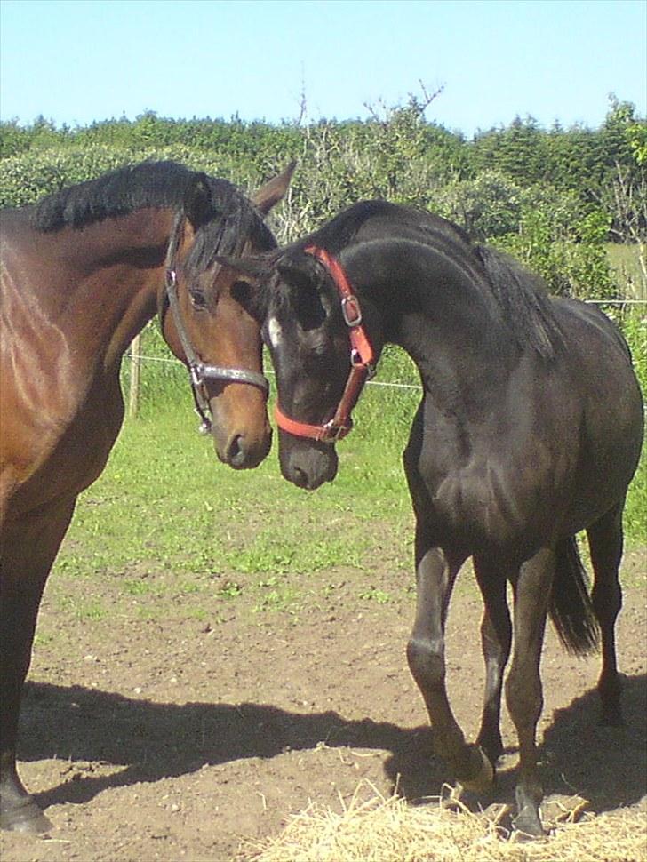 Trakehner Her princess Rimpler - søster og bror. billede 10