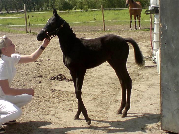 Trakehner Her princess Rimpler - da vi kom hjem efter følskue billede 11
