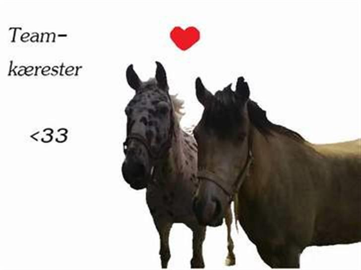 Anden særlig race Galant<3 (aflivet) :´( billede 12