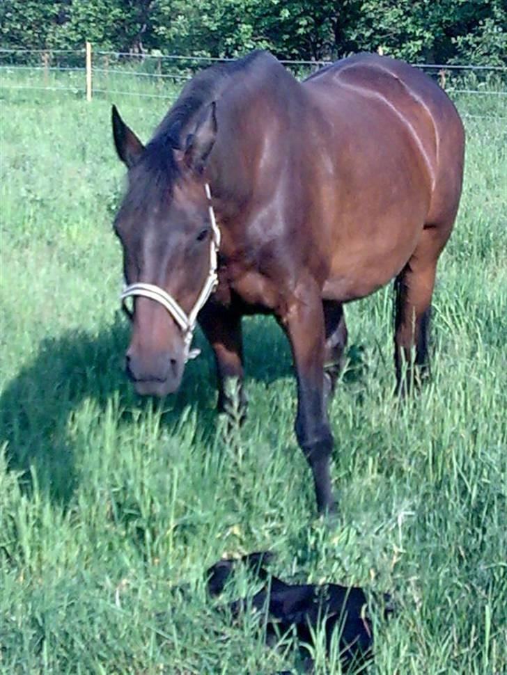 Trakehner Her princess Rimpler - Det var vist den dag hun blev født billede 12