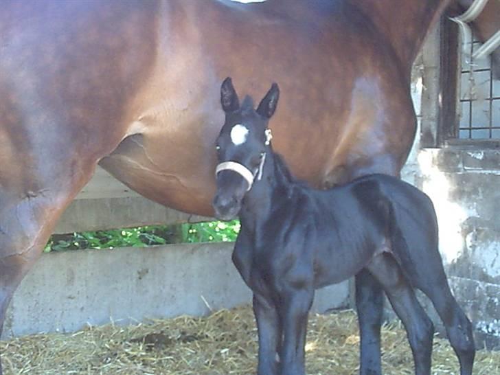 Trakehner Her princess Rimpler - Her er hun ikke mange dage gammel billede 13