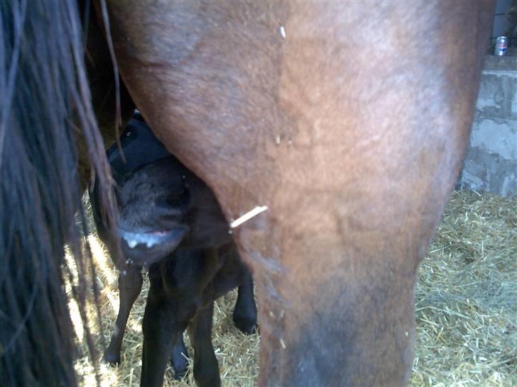 Trakehner Her princess Rimpler - spisetid:) billede 14