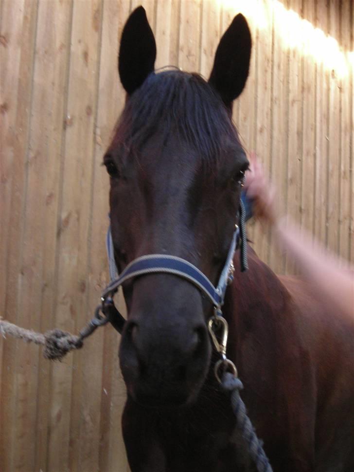 Trakehner Steinberg E  billede 8