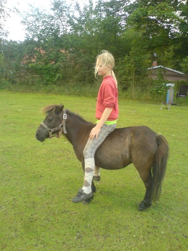 Shetlænder Trille - vi rider ikke trille mere og det har vi ikke gjort i lang tid!:) dette er bare en model billed. billede 1