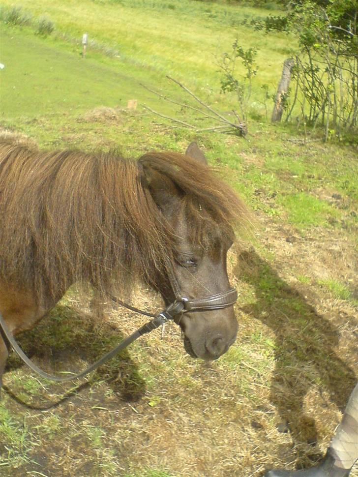 Shetlænder Trille billede 2