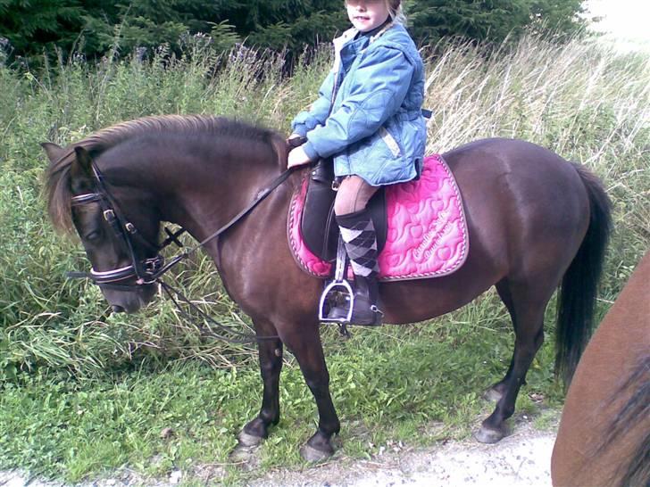 Anden særlig race solgt  molly billede 1