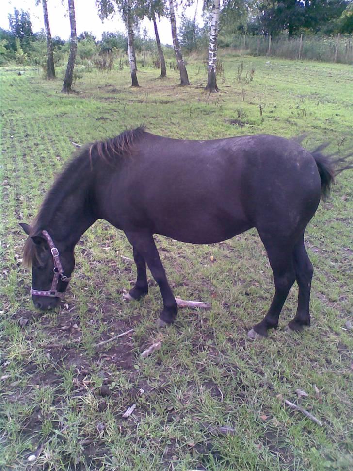 Anden særlig race solgt  molly billede 2