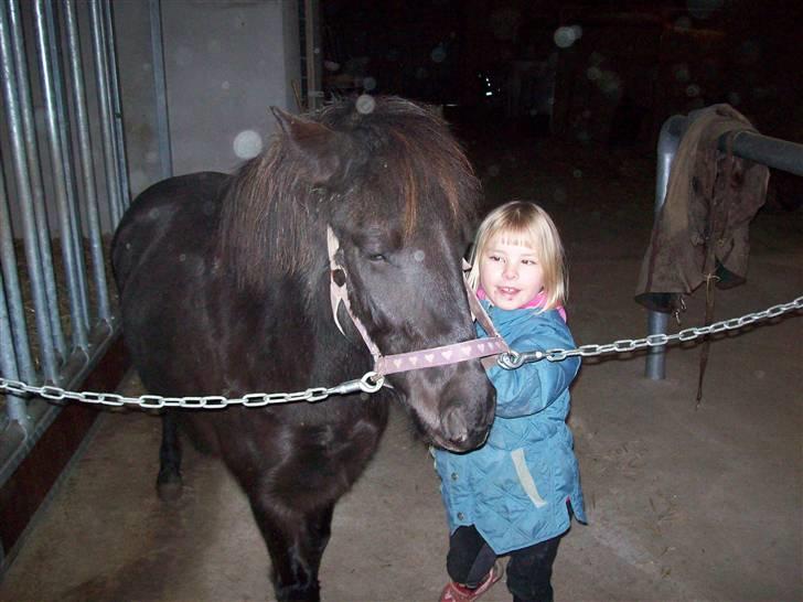 Anden særlig race solgt  molly billede 5