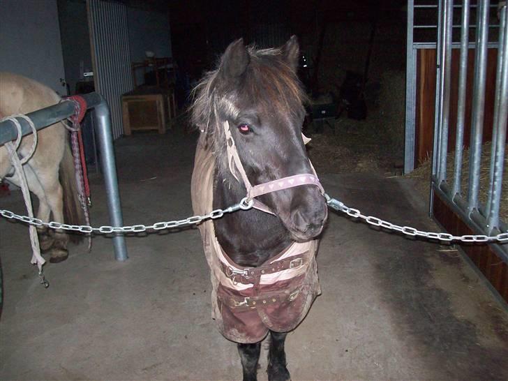 Anden særlig race solgt  molly billede 6