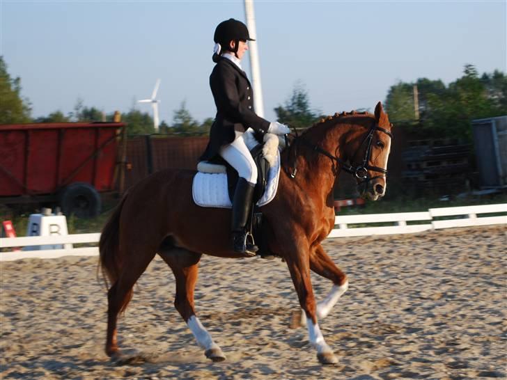 Tysk Sportspony Vanja 2 - Første stævne på Vanja, i 1½ år! Det var bare super dejligt! 2. plads i La6 <3 billede 20