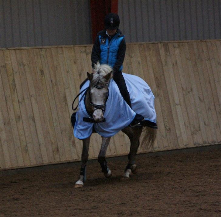 Anden særlig race Roosgårdens Cosmopolitan *Udlånt* billede 5