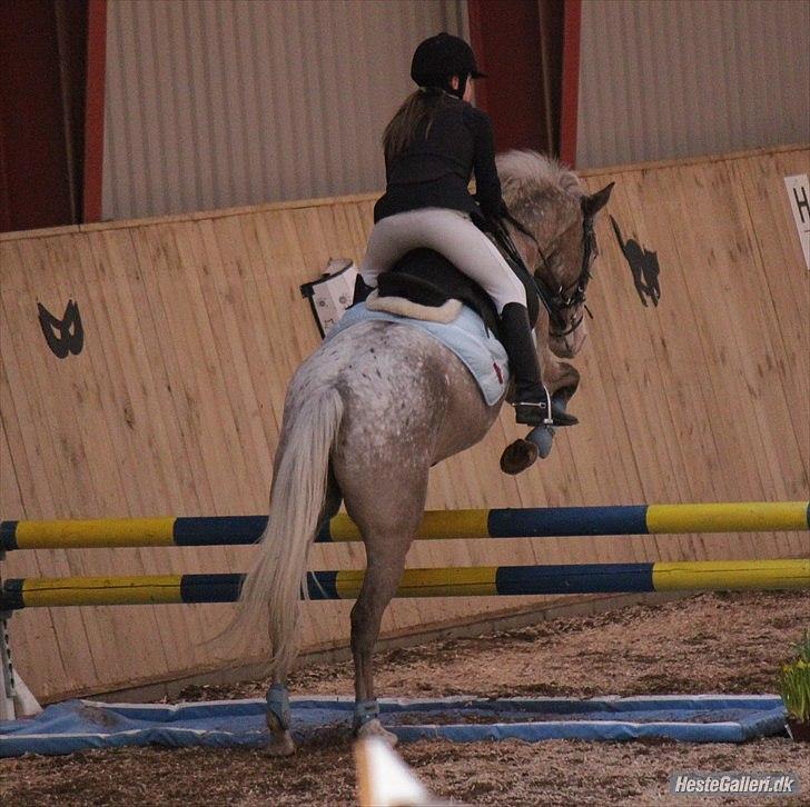 Anden særlig race Roosgårdens Cosmopolitan *Udlånt* - Stævne LRF - LB.- met. A - nulrunde...:) Fotograf: © NB © billede 6