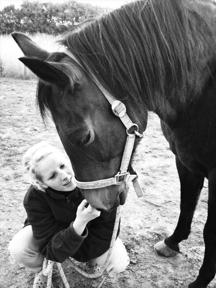 New Forest /Pinto   Celine -  Cille  - 29/8-10 . “I’m here, and I love you. I have always loved you, and I will always love you". <3 foto: mor billede 7