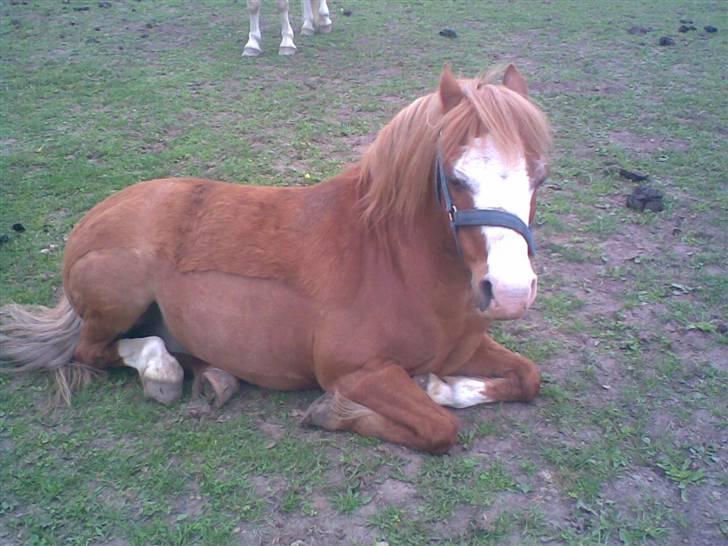 Welsh Mountain (sec A) Bubbly Snowflake  - han er lidt træt, efter en laaaaaaang tur i skoven:) billede 8