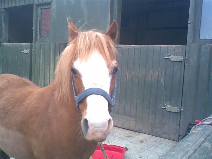 Welsh Mountain (sec A) Bubbly Snowflake  - ved strigle bommen XD billede 9