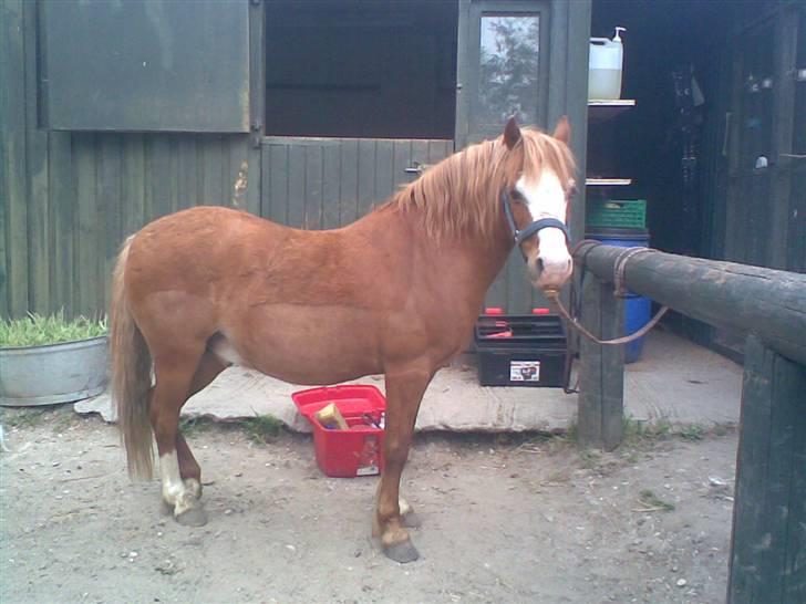 Welsh Mountain (sec A) Bubbly Snowflake  - FOTOMODEL, haha :D billede 10