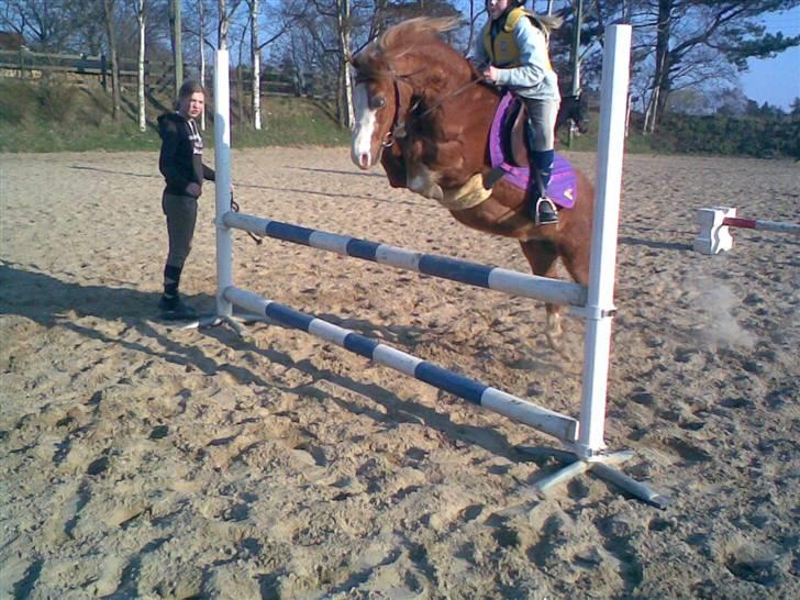 Welsh Mountain (sec A) Bubbly Snowflake  - "SPRIÎIIIIIIIIING" :) billede 11