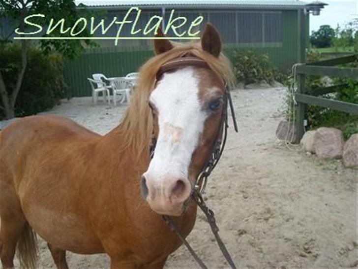 Welsh Mountain (sec A) Bubbly Snowflake  - til min 11 års fødselsdag:*) billede 12