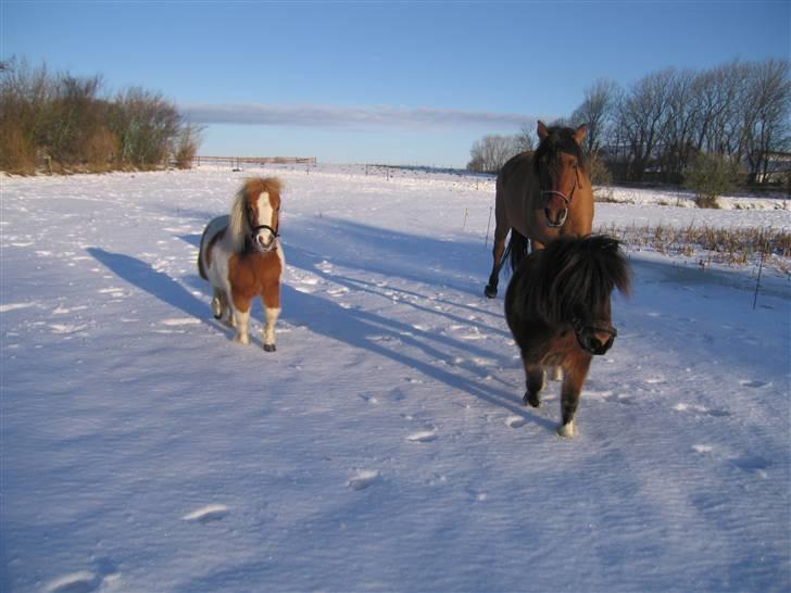 Shetlænder Timon - Mig og vennerne leger i sneen. december 2009 billede 18