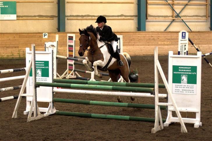 Anden særlig race Elmelunds Dalton- Søsters - Stævne i Sønderborg Rideklub - LA, blev nummer 2. Han var såååh fin - Fotograf: Lena Elsborg billede 1