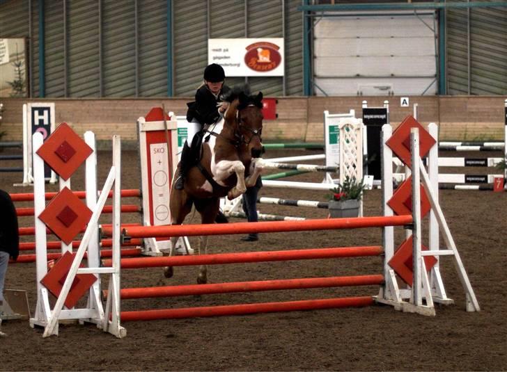 Anden særlig race Elmelunds Dalton- Søsters - Stævne i Sønderborg Rideklub - LA - Fotograf: Lena Elsborg billede 2