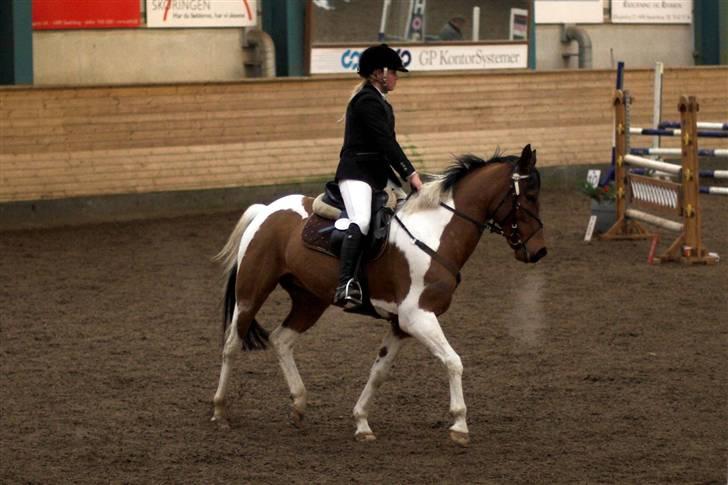 Anden særlig race Elmelunds Dalton- Søsters - Lige kommet ind på banen (: Fotograf: Lena Elsborg billede 3