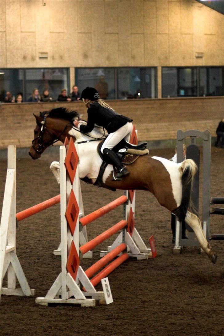 Anden særlig race Elmelunds Dalton- Søsters - Stævne i Sønderborg Rideklub - LA - Fotograf: Lena Elsborg billede 5