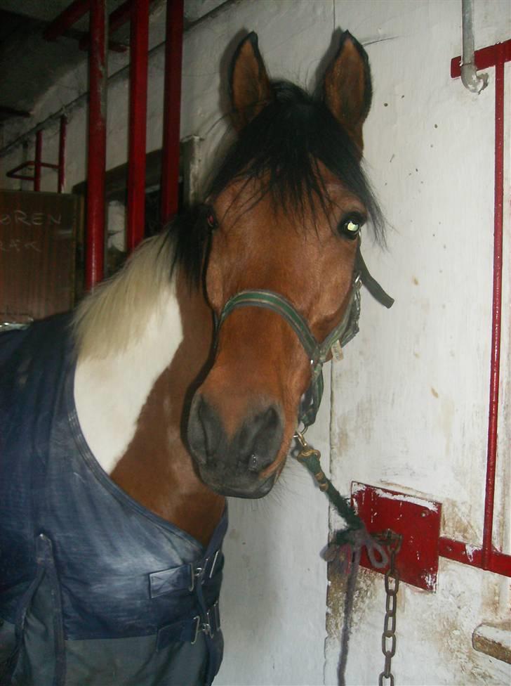 Anden særlig race Elmelunds Dalton- Søsters - Hjemme i stalden. Tror det er taget dagen efter jeg fik ham <3 billede 6