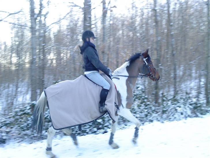Anden særlig race Elmelunds Dalton- Søsters - Ude i skoven og ride i sneen :D billede 7