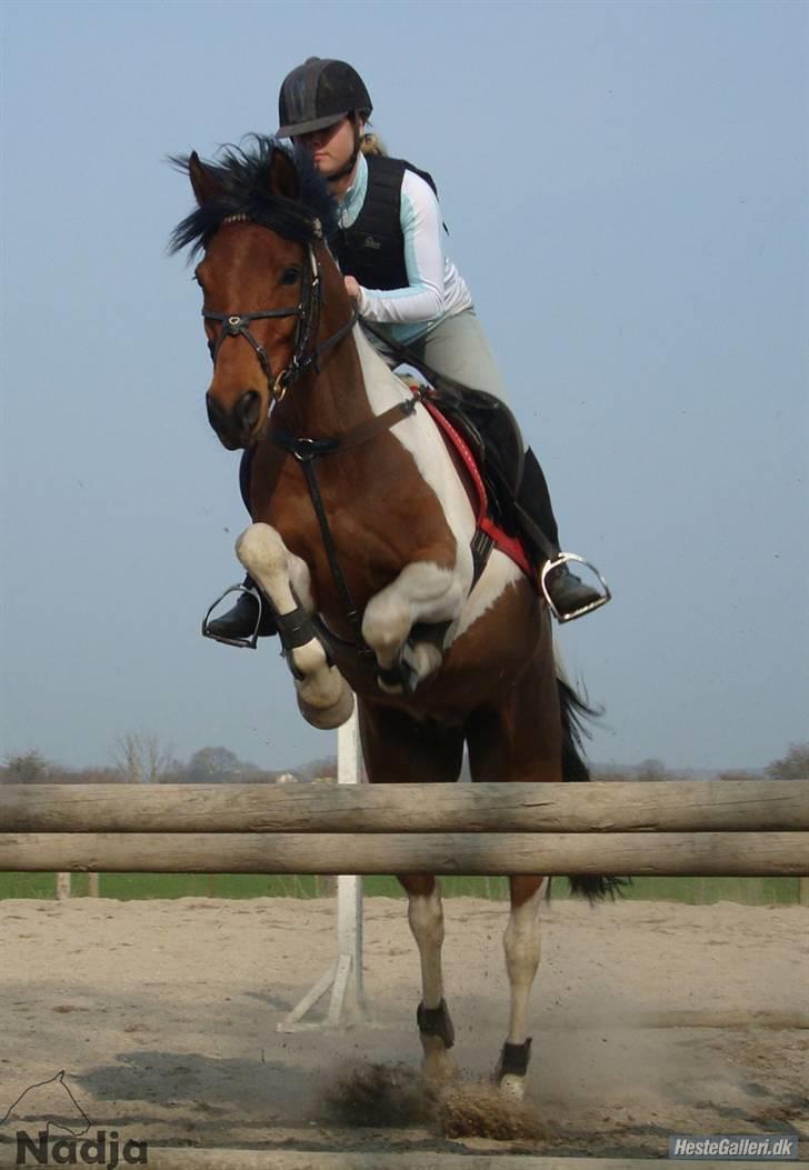 Anden særlig race Elmelunds Dalton- Søsters - lidt spring på Gården :D billede 8