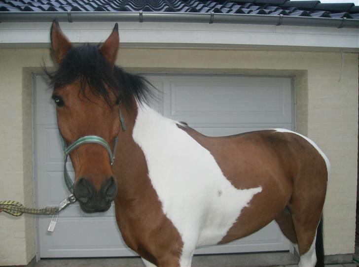 Anden særlig race Elmelunds Dalton- Søsters - Lige da jeg havde fået ham. Jeg havde lige været til frisør, og så da vi kom hjem stod den smukke i traileren i vores indkørsel. Havde ingen anelse om at mine forældre havde købt ham, blev simpelthen så glad <33 billede 9