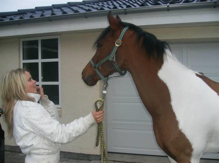 Anden særlig race Elmelunds Dalton- Søsters - Lige da jeg havde fået ham. Jeg havde lige været til frisør, og så da vi kom hjem stod den smukke i traileren i vores indkørsel. Havde ingen anelse om at mine forældre havde købt ham, blev simpelthen så glad <33 billede 10