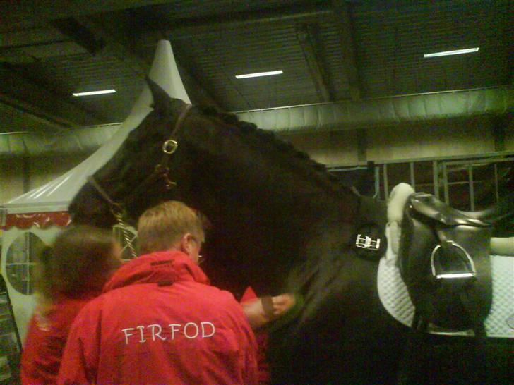 Dansk Varmblod Skovlunds Zarfir - Zardin Firfod på hestemessen år 2007 ( Zarfirs far ) billede 9