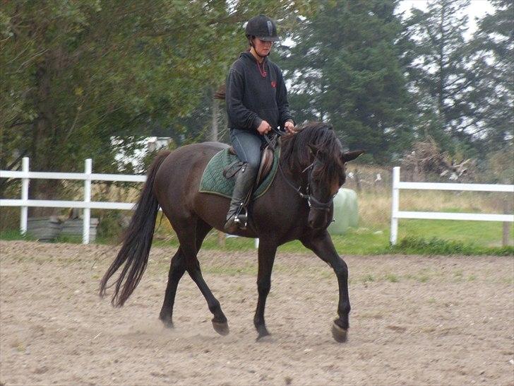 Welsh Cob (sec D)  - Amira (SOLGT) - 14; med Line | d. 6 oktober 2010 | foto: mig. billede 14