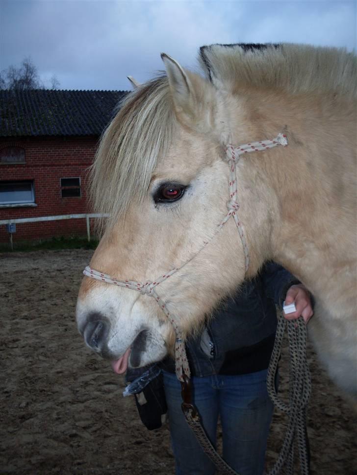 Fjordhest Einar Frølunde (Zorro) - Zorros nye trick: rulle med tungen på kommando :-) billede 18