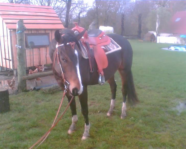 Anden særlig race Santina - Santina 2008 som western hest. Kort forinden jeg købte hende. billede 18