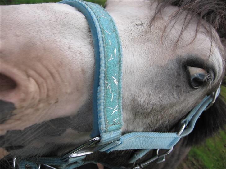 Welsh Pony af Cob-type (sec C) Amadeus billede 1