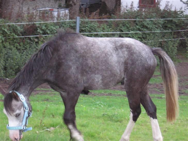 Welsh Pony af Cob-type (sec C) Amadeus billede 2