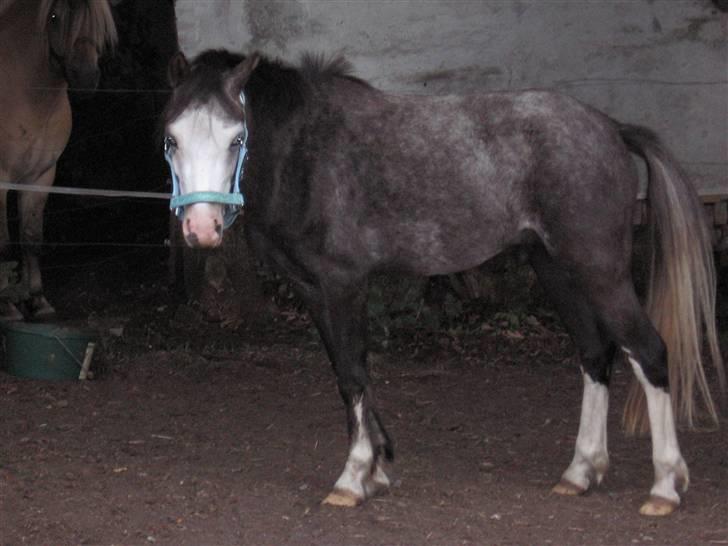 Welsh Pony af Cob-type (sec C) Amadeus billede 3