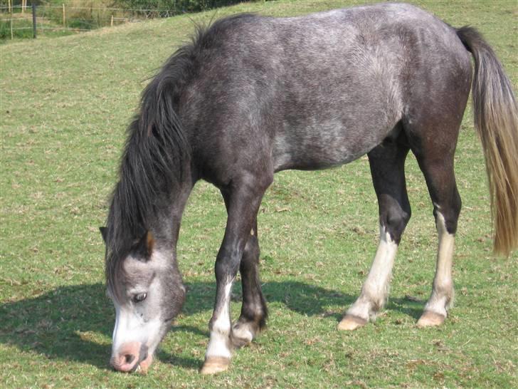 Welsh Pony af Cob-type (sec C) Amadeus billede 4