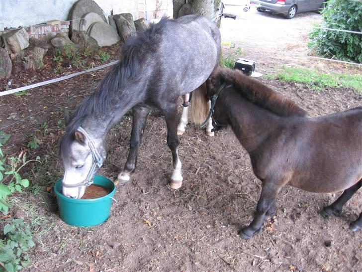 Welsh Pony af Cob-type (sec C) Amadeus billede 6